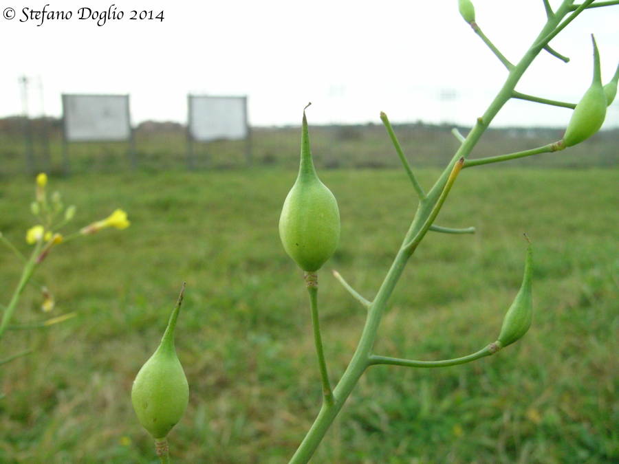 Diplotaxis erucoides & Raphanus raphanistrum